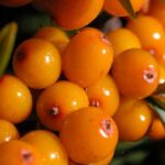 Ancient Superfoods That Are Still Popular Today