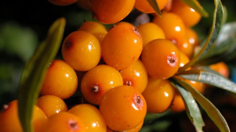 Ancient Superfoods That Are Still Popular Today
